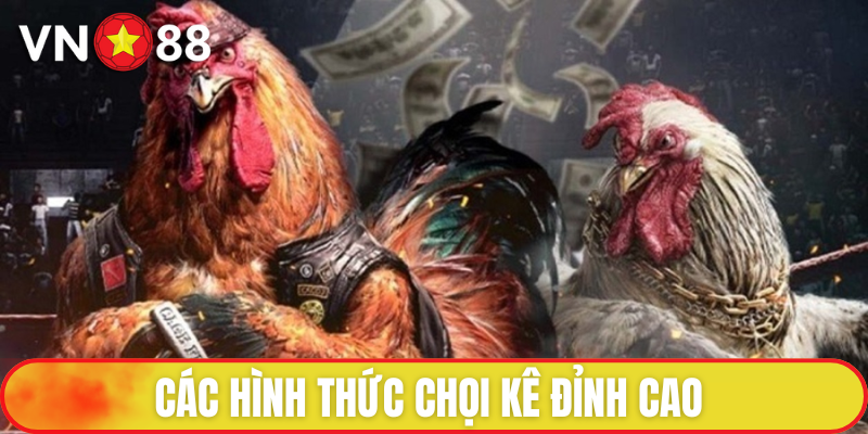 Đá gà VN88 có rất nhiều loại hình thi đấu ấn tượng